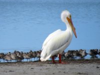 20170325 104234 Inspecting the troops