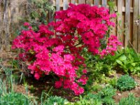 20170415 125153 Azalea in bloom