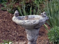 20170415 160506 Bird Bath