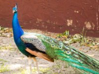 20170507 154518 Male Peacock