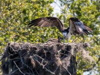20170508 111021 Osprey nest at Merritt Island Nature Preserve