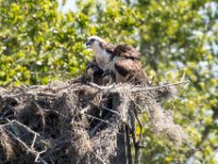 20170508 111059 Mother Osprey and two babies