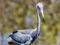 20170508 112430 Tri-color Heron 2
