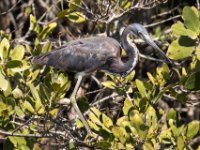 20170508 113130 Tri-color Heron 4