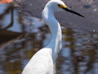 20170508 114704 Snowy Egret