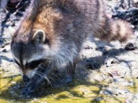 20170508 115129 Raccoon washing his food