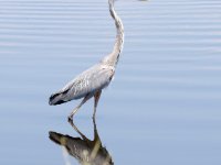 20170508 120350 Great Blue 2