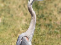 20170508 121212 Heron in the grass