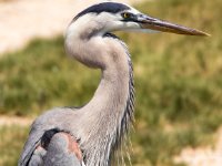 20170508 121238 Heron Closeup