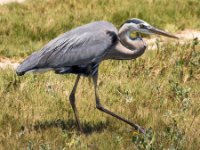 20170508 121424 Great Blue Walking
