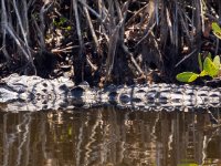 20170508 124509 Gator