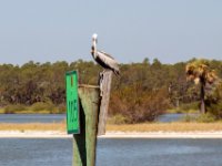 20170509 113425 Pelican Hangout