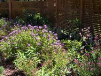 20170509 114711 Garden 5