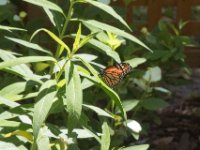 20170509 114753 Monarch Butterfly