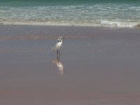 20170510 110111 Snowy Egret walking the beach