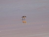 20170510 111532 Sanderling Sandpiper
