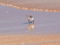 20170510 111546 Sanderling 2