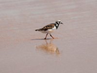 20170510 111607 Ruddy Turnstone Sandpiper