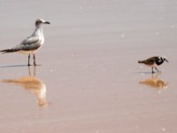 20170510 111743 Franklin's Gull and Ruddy Turnstone