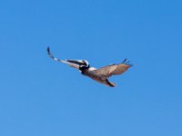 20170510 112446 Brown pelican in flight