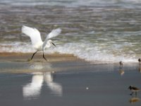 20170510 112700 Snowy Egret in motion