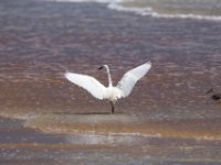 20170510 112712 Ballet Dancer and Willet