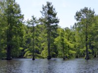20170601 115549 New growth green on Cypress Trees
