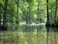20170601 120139 Cypress Reflections