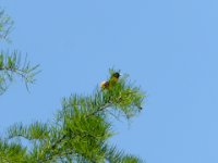 20170601 122205 Baltimore Oriole
