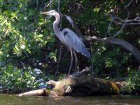 20170601 123552 Heron on the shore