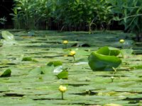 20170601 124247 Water Lillies