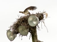 20170603 092418 Osprey Nest near the ballfield