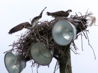 20170603 092455 A second osprey arrives