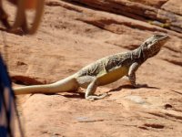 20170615 124644 Curious Lizard