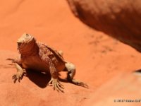 20170615 124645 Curious Lizard 2