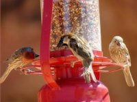 20170615 131100 Visitor Center Bird Feeder