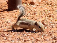 20170615 131214 Golden Rock Squirrel