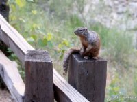 20170616 112449 Friendly Rock Squirrel