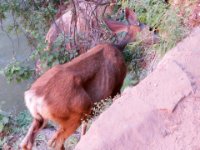20170616 114136 Mule Deer munching along the walkway