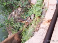 20170616 114140 Mule Deer Along the River Walk Trail