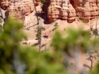 20170617 171142 Mule walking down into the Canyon