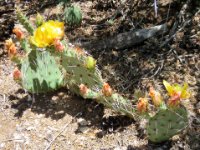 20170620 145233 Cactus in Bloom
