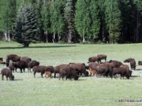 20170621 092954 Bison in meadow as bus leaves Grand Canyon
