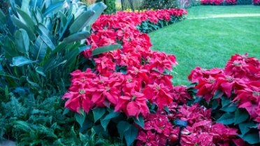 20250108_154333000 Poinsettia Alley