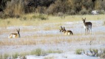 Pronghorn Antelope