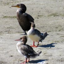 Cormorant and common mergansers