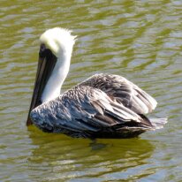 Brown Pelican Closeup